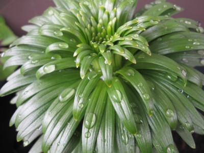 Lilium.jpg