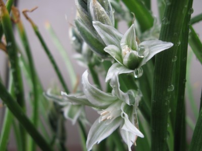 Ornithogalum nutans.jpg