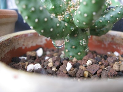 Opuntia.jpg