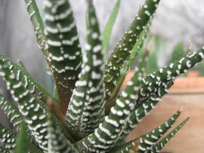 Haworthia.jpg