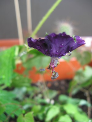 Geranium.jpg