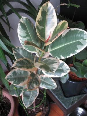 Ficus elastica.jpg