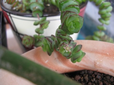 Crassula rupestris ssp. marnierana.jpg