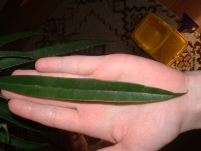 blatt.jpg