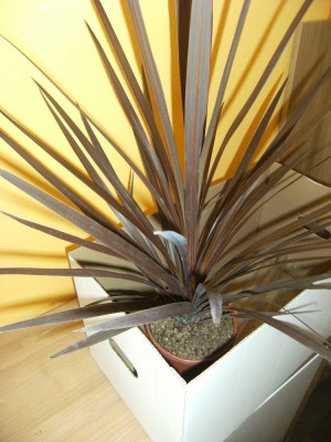 DSCF2655.JPG