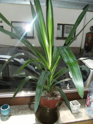 DSCF2654.JPG