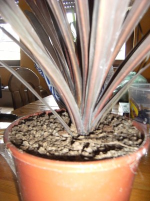 DSCF2658.JPG