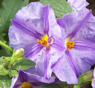 Solanum.jpg