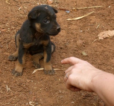 dog1.jpg