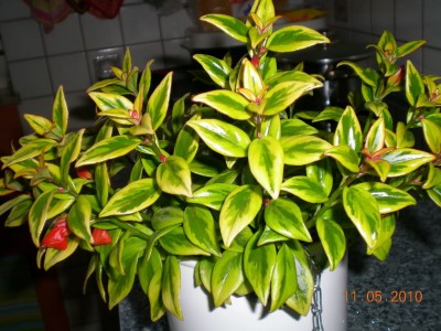 DSCN70770001.JPG