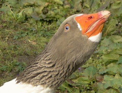 dieser blick...diese zähne.....jpg