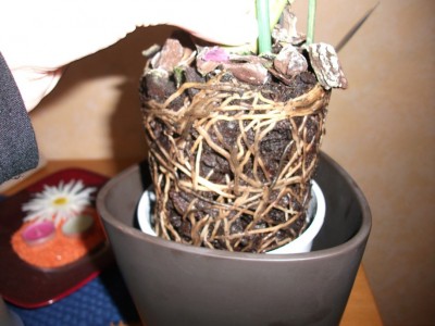 DSCF0437.JPG