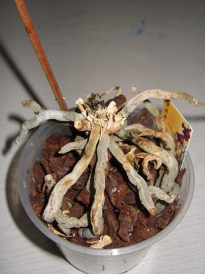 DSCI0035.JPG