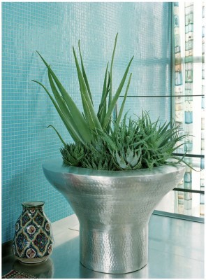 2068-Aloe-Arten.jpg
