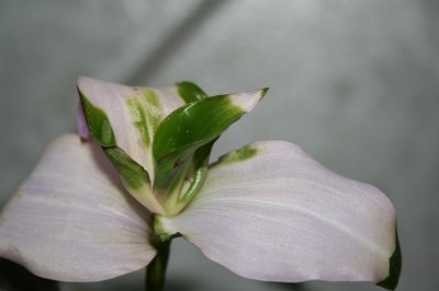 IMG_5724.JPG