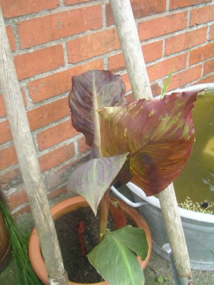 SANY0004.JPG