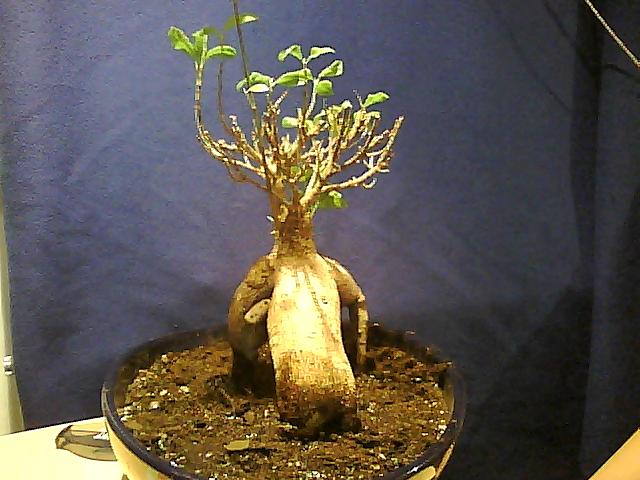 efeu mix Hedera helix 'Glacier' | Efeu