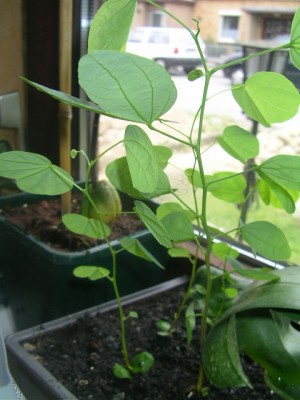 SANY0001.JPG