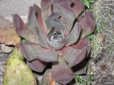 IMG_3336.JPG