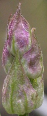 rätsel 100513.jpg
