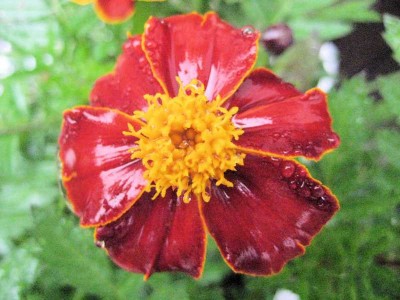 IMG_1883.JPG