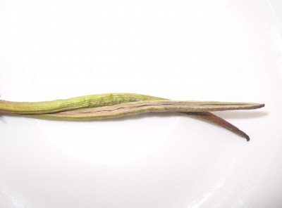 DSCI0006.JPG