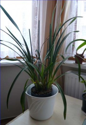 Cymbidium.jpg