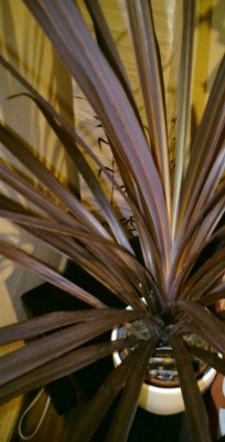 palme.jpg