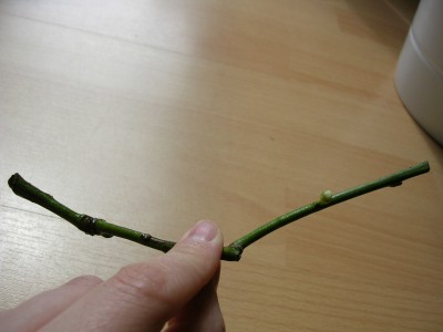 Bild 227.jpg