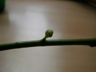 Bild 226.jpg