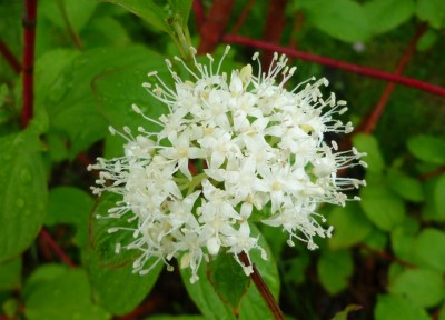 Blüten Hartriegel.JPG