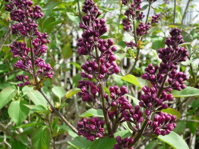 Flieder in den Startlöchern.JPG