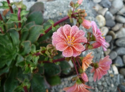 Lewisia Cotyledon4.JPG