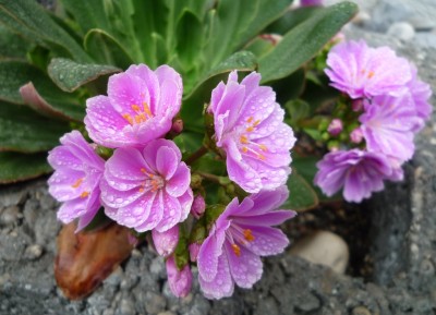 Lewisia Cotyledon1.JPG