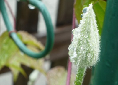 Knospe Clematis Niobe.JPG