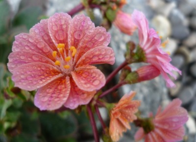 Lewisia Cotyledon3.JPG