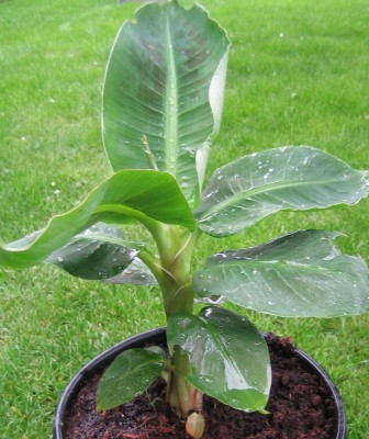 20100513_0001.JPG