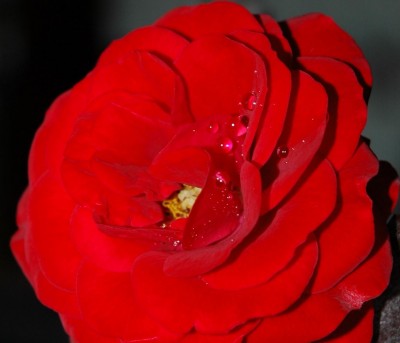 DSC_115100506.JPG