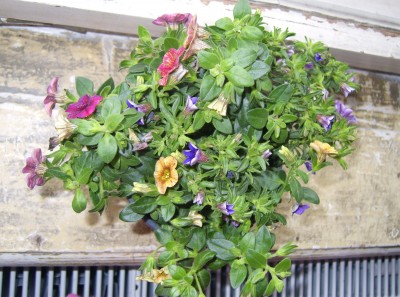 DSCI0003.JPG