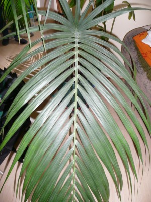 Palme.JPG