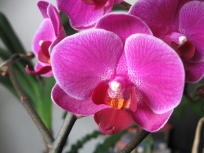 Phal.jpg