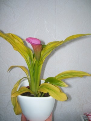 Calla9.jpg