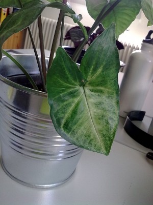 Bild 2.jpg