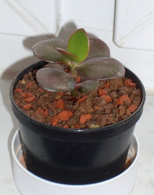Crassula Sunset am 15.05.2010.jpg