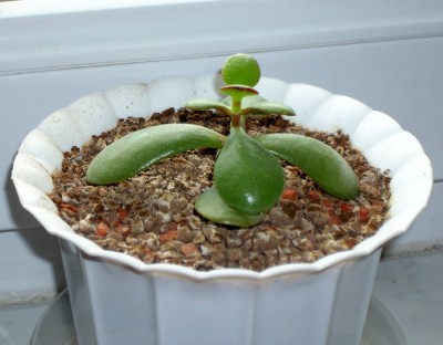 Crassula Ovata Compact Crosby...die 2te...am 15.05.2010.jpg