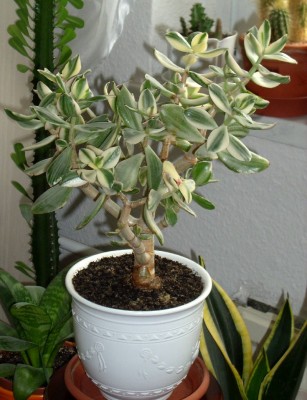 Crassula Ovata Variegata am 15.05.2010.jpg