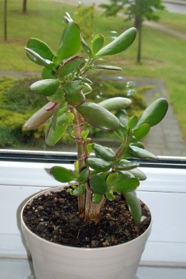 C. Ovata am 15.05.2010.jpg