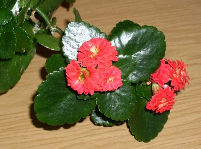 Flammendes Käthchen am 15.05.2010.jpg