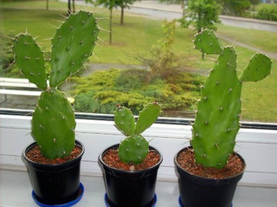 Opuntien von Lidi am 15.05.2010.jpg