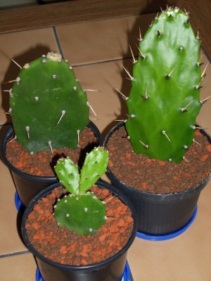 3 Opuntien von Lidi (Juni 2009).JPG